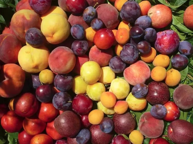 雷納果園(採果+拖拉機體驗)