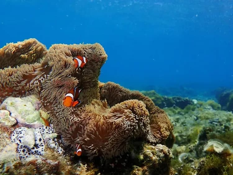 【石垣島一日遊】幻影島登陸、川平灣獨木舟 & 珊瑚礁浮潛-9