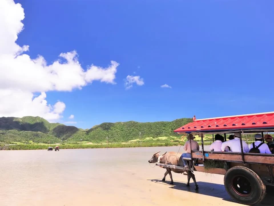 【石垣島出發】西表島・由布島悠閒半日遊|紅樹林遊船&水牛車體驗 (含午餐