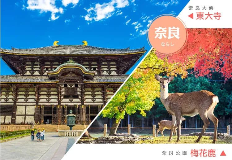 繽紛星體驗關西四都5日.全新開幕神戶須磨海洋世界.嵐山叮叮車.米其林清水寺.奈良小鹿.和牛龍蝦(華航)-7