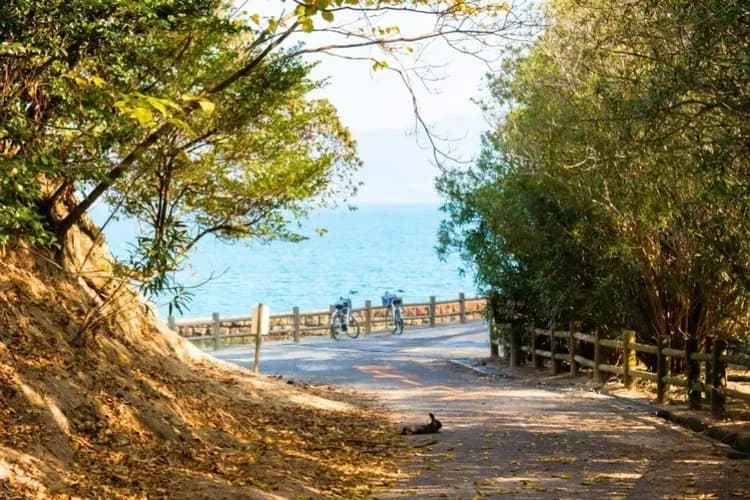 竹原兔子島秘境