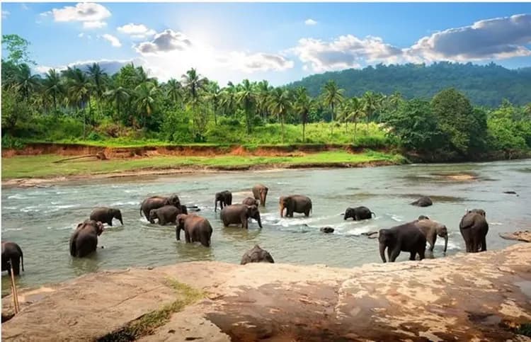 清境斯里蘭卡~驚嘆獅子岩、丹布拉石窟、雅拉國家公園、錫蘭之茶鄉、六晚五星酒店九日-8