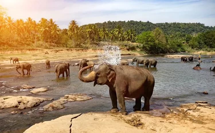大象孤兒院、雅拉國家公園