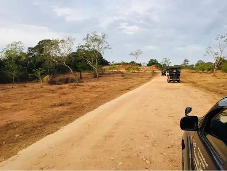 清境斯里蘭卡~驚嘆獅子岩、丹布拉石窟、雅拉國家公園、錫蘭之茶鄉、六晚五星酒店九日-9