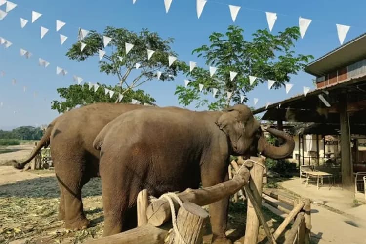 湄登大象咖啡廳