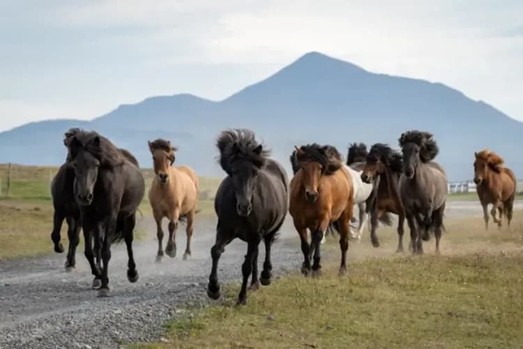 Hestasport 授權使用-冰島奇幻之旅