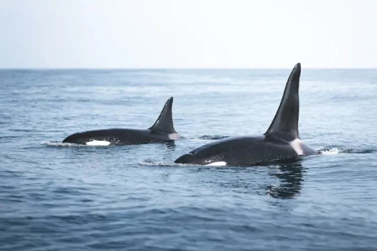 官方授權使用-冰島奇幻之旅