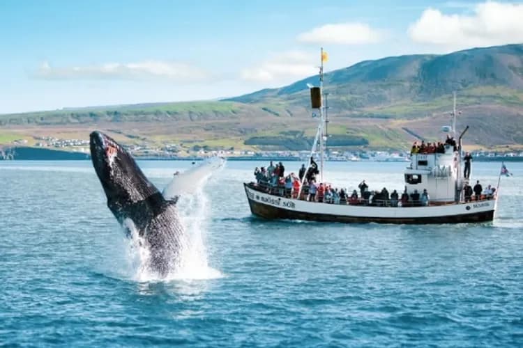 官方授權使用-冰島奇幻之旅