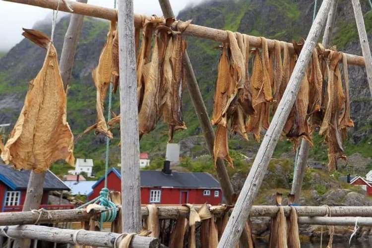 Å曬魚-特別企劃