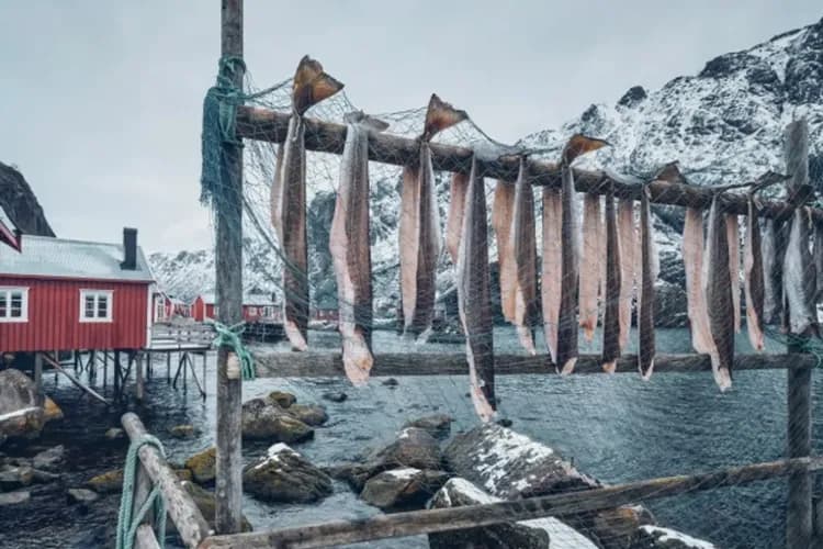 Lofoten曬魚-北極圈最美群島