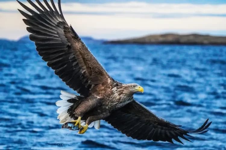 Explore Salten AS 授權提供-薩爾特流快艇(漩渦海鷹狩獵)