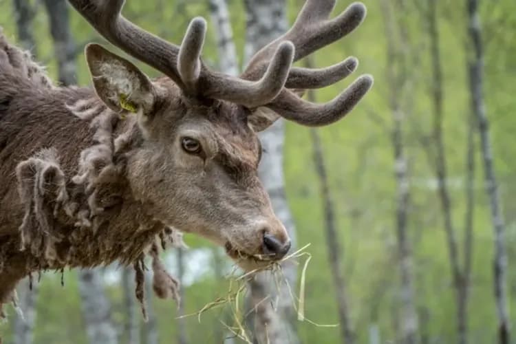 POLAR PARK BARDU-極地野生動物園