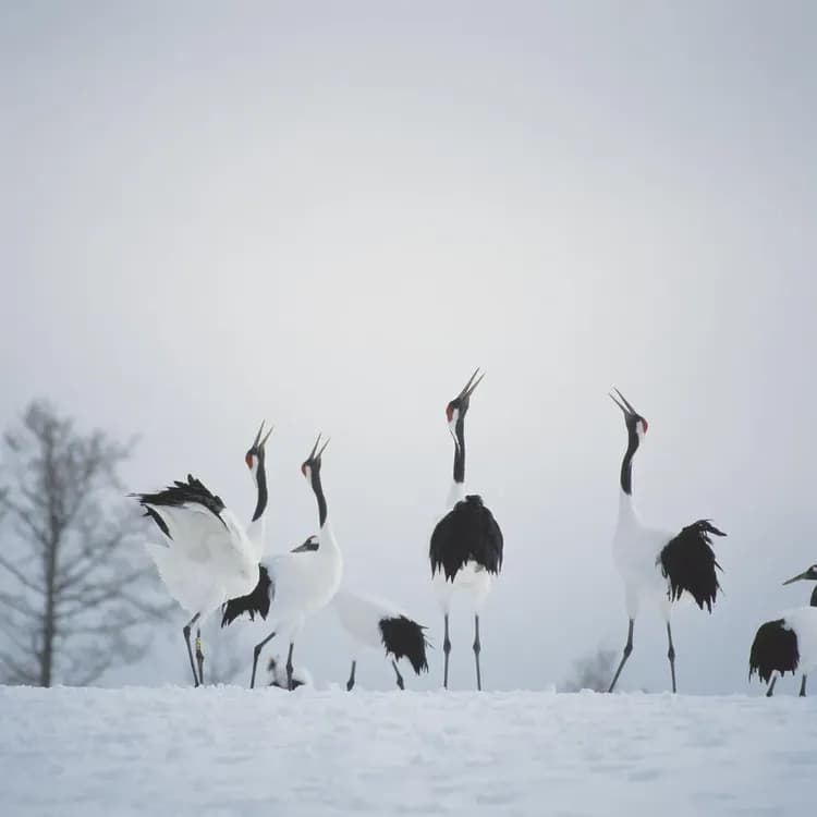 丹頂鶴自然公園