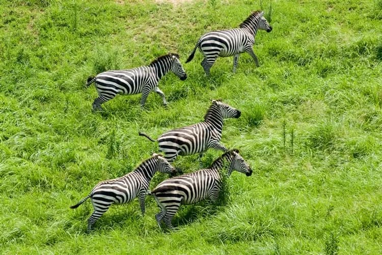 九州|虎航|野生動物園.湯布院~金鱗湖.三大蟹吃到飽.熊本城.星級酒店.溫泉五日|高雄直飛-5
