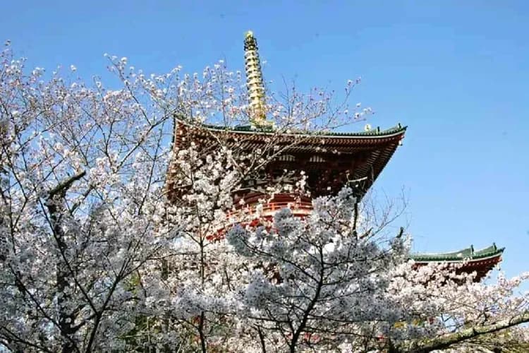 東京櫻花戀~川越小江戶、輕井澤單車遊、長腳蟹吃到飽、富士五湖溫泉五日-5