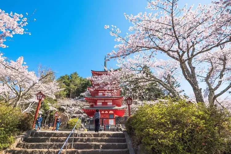写真提供:やまなし観光推進機構-東京櫻花百選