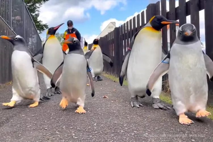 写真提供:登別マリンパークニクス/禁止轉載-尼克斯海洋公園(企鵝遊行)