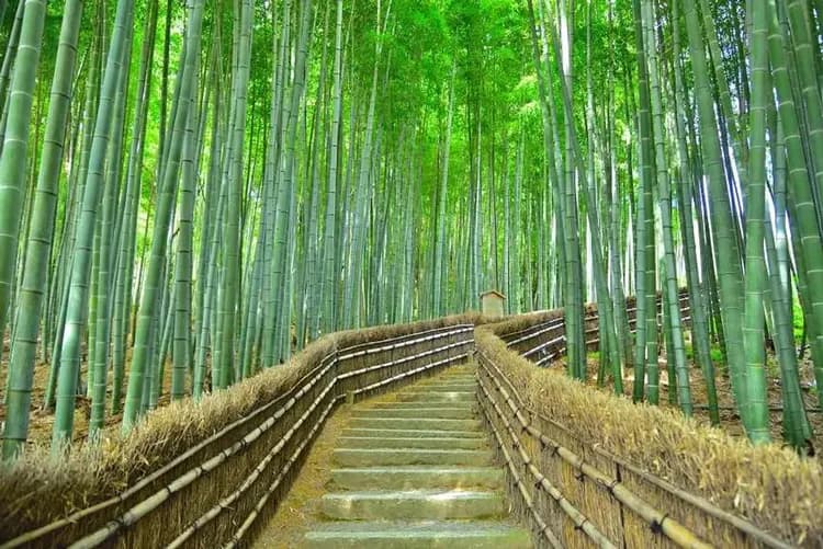 關西感蟹季~愛戀四都風情、嵐山故事旅行、日式溫泉旅館、長腳蟹吃到飽六日-6