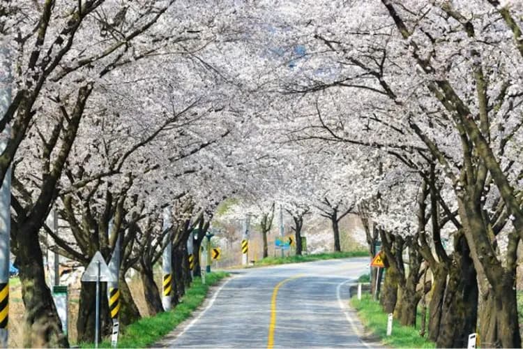 清風湖畔櫻花節(纜車)