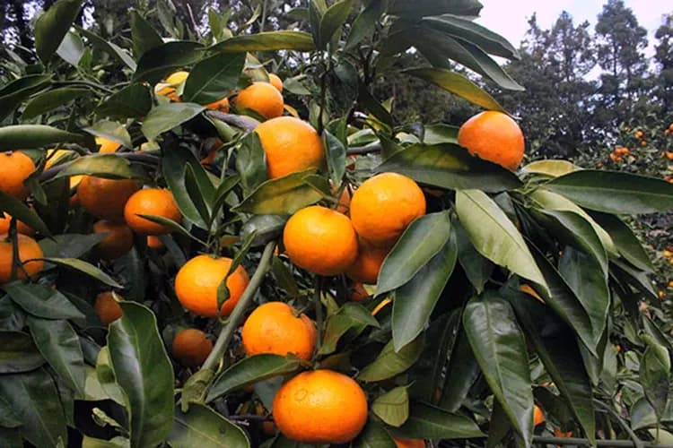 採橘子體驗-冬季限定:採橘子(送每人5顆橘子)