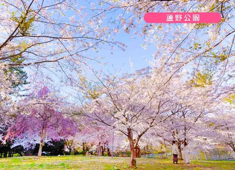 東北櫻花物語三溫泉5日.弘前櫻吹雪.津輕櫻花鐵道.銀山溫泉.北上展勝地.螃蟹吃到飽.(花卷進仙台出)-5