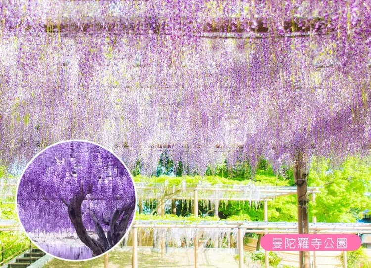 愛上立山黑部雪牆雙溫泉5日.下呂溫泉.戀愛神社.上高地.合掌村.兼六園.花海絕景.金箔冰淇淋.飛驒牛料理.-8