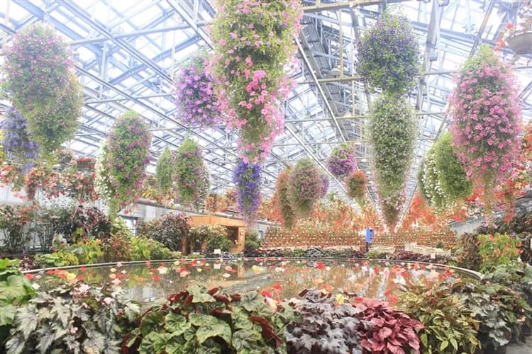 大阪北陸|黑部立山雪之大谷|白川鄉合掌村.上高地.兼六園.鬱金香花海.甜蝦吃到飽.粉蝶花海.名古屋萬怡五日|高雄大阪來回-7