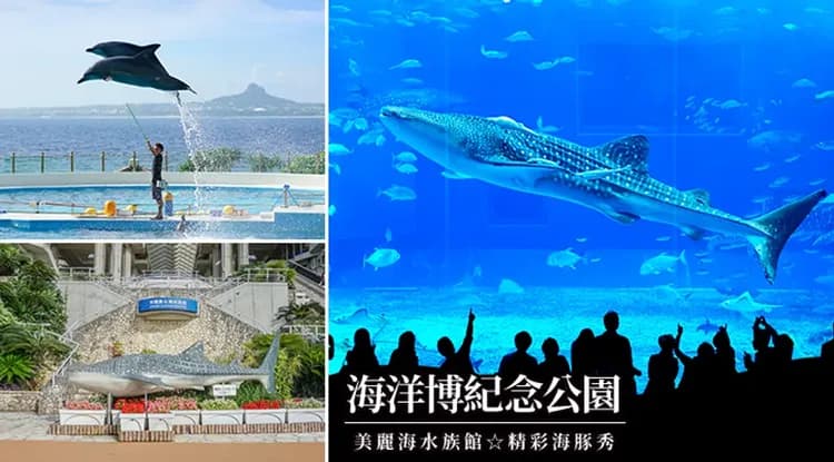 迎春折2,000|今歸仁城賞櫻.美國村冬季彩燈.美麗海水族館、玉泉洞、波上宮、系滿魚市場四日-9