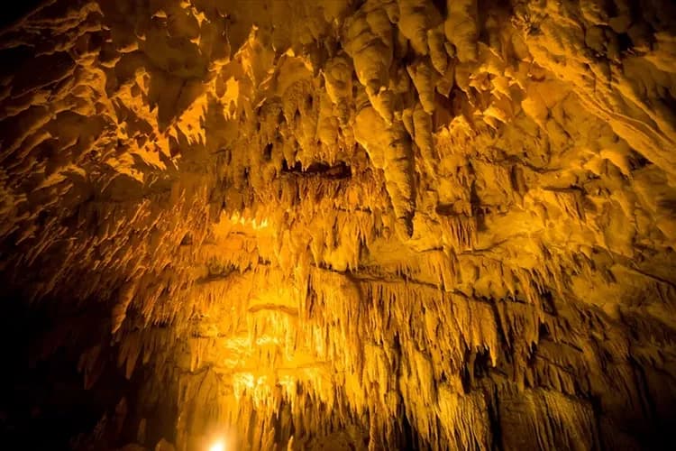 迎春折2,000|今歸仁城賞櫻.美國村冬季彩燈.美麗海水族館、玉泉洞、波上宮、系滿魚市場四日-8