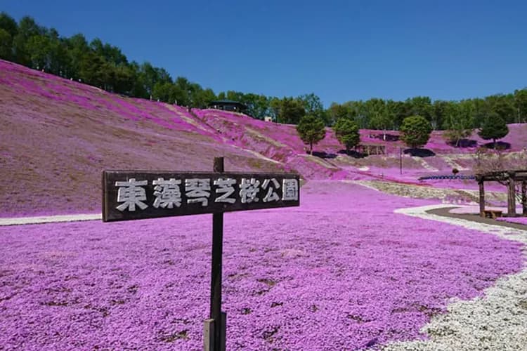 東藻琴芝櫻公園(5月上旬~6月上旬)