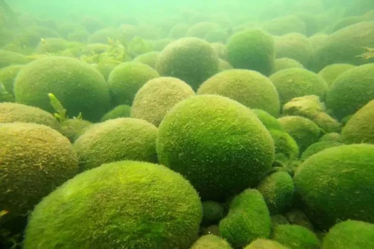 阿寒湖觀光遊覽船