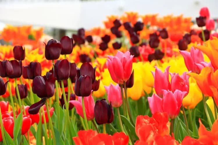 上湧別鬱金香公園(毎年5月1日~5月31日)