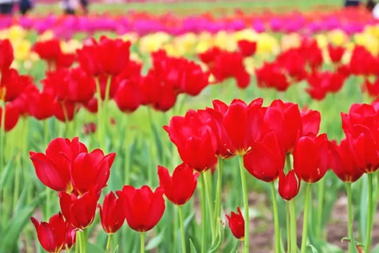 上湧別鬱金香公園(毎年5月1日~5月31日)