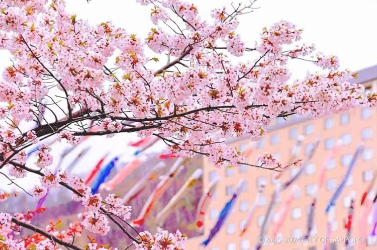 写真提供:CITY OF SAPPORO/禁止轉載-定山溪鯉魚旗慶典(2025.4.10~2025.5.11)