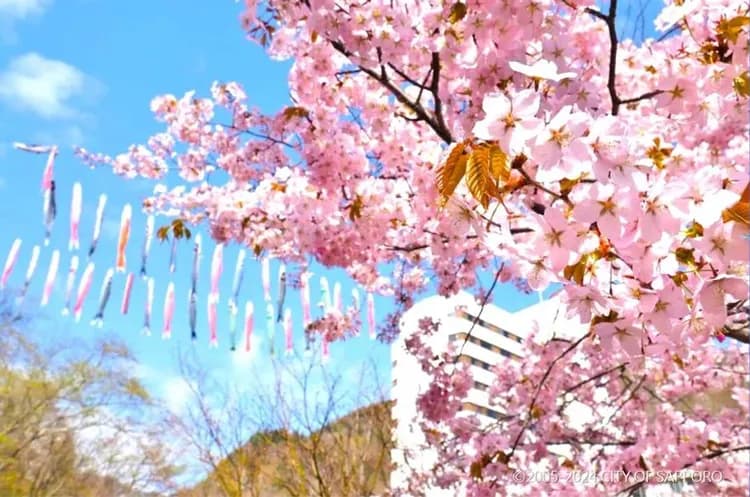 写真提供:CITY OF SAPPORO/禁止轉載-定山溪鯉魚旗慶典(2025.4.10~2025.5.11)