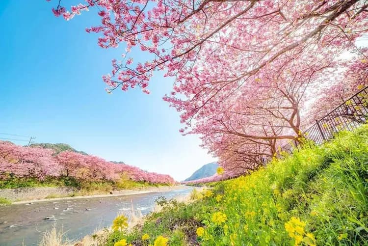 @seiyagoto-河津櫻花祭:2026年02月07日~03月08日