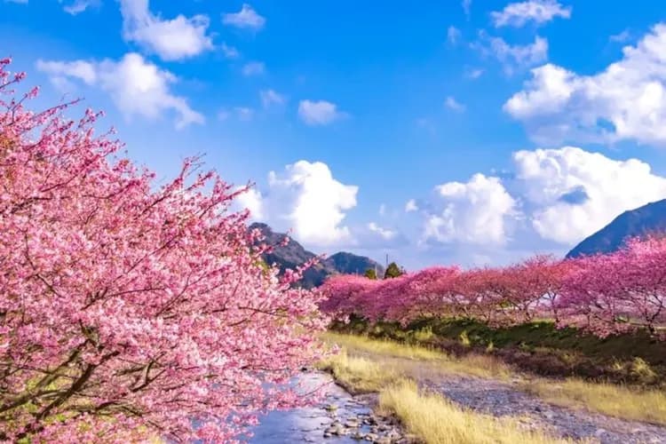 河津櫻花祭:2026年02月07日~03月08日