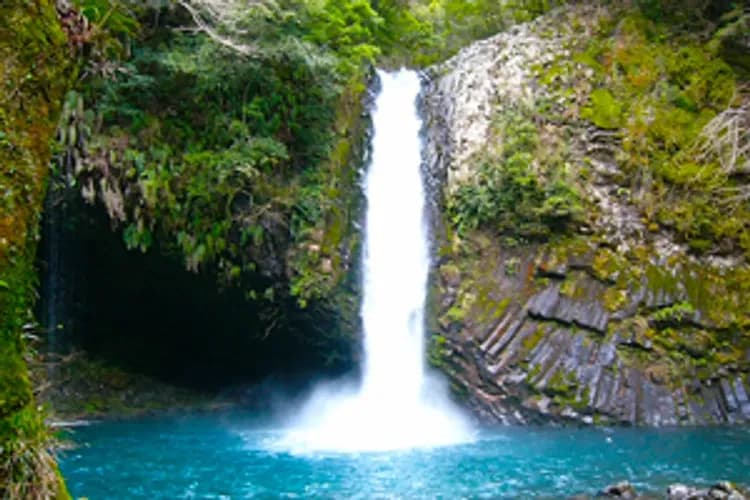 新春清艙東京~河津櫻花祭、熱海梅花祭、三島天空步道、兩晚伊東溫泉五日-5