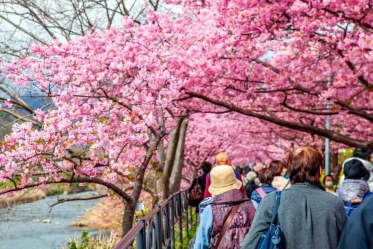 河津櫻花祭:2026年02月07日~03月08日