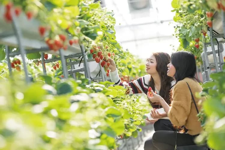 圖片由伊豆水果公園提供-季節採草莓(30分鐘吃到飽)