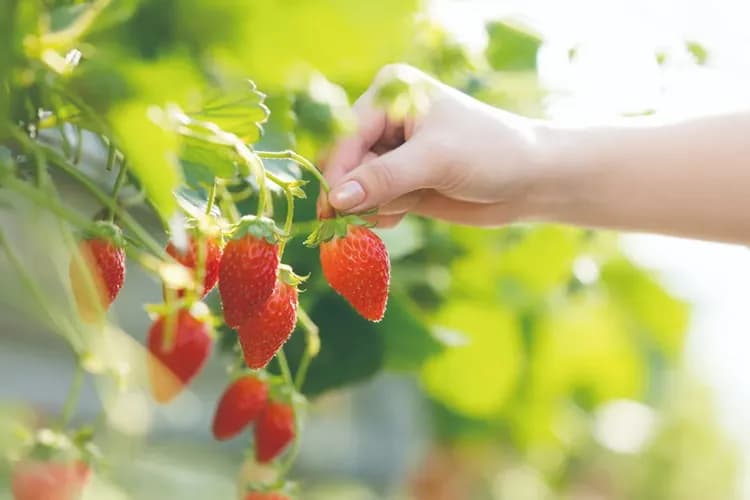 圖片由伊豆水果公園提供-季節採草莓(30分鐘吃到飽)