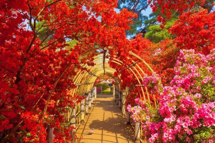 照片取自群馬官方觀光指南-杜鵑岡公園(杜鵑花海)