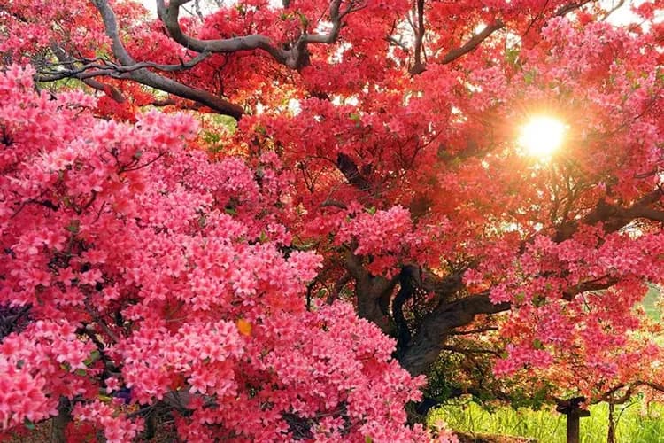 照片取自群馬官方觀光指南-杜鵑岡公園(杜鵑花海)