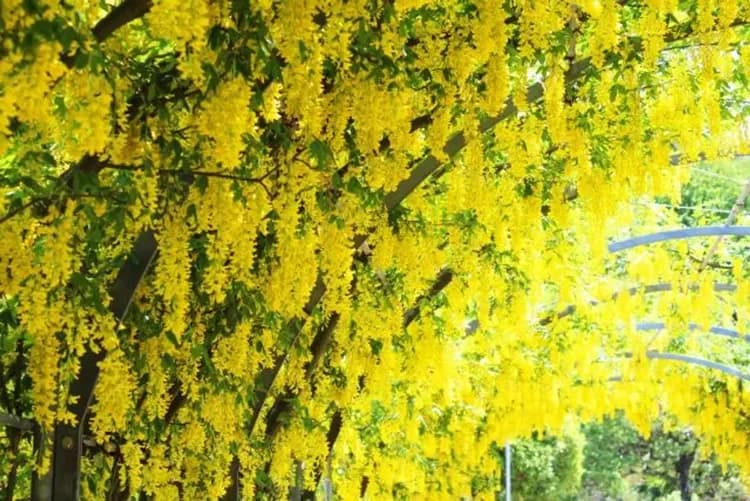 足利花卉公園(紫藤隧道)