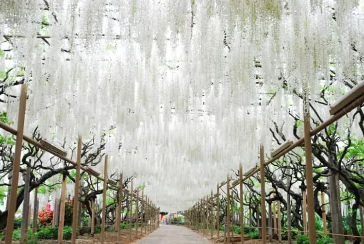 足利花卉公園(紫藤隧道)