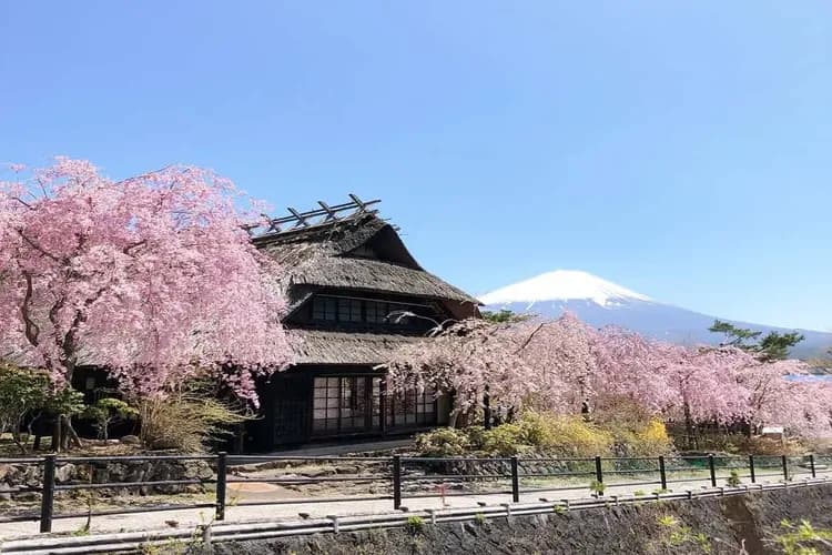 写真提供:西湖いやしの里根場-西湖合掌村(賞櫻)
