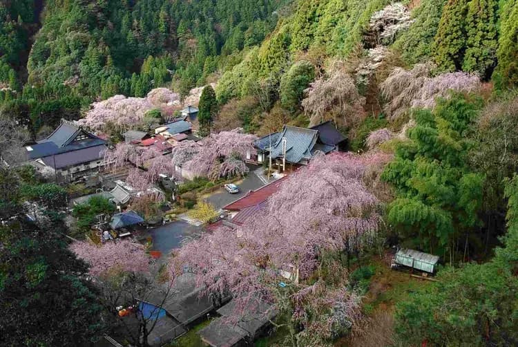 身延山(纜車+賞櫻)