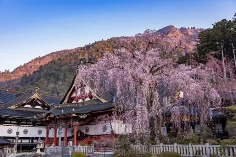 身延山(纜車+賞櫻)