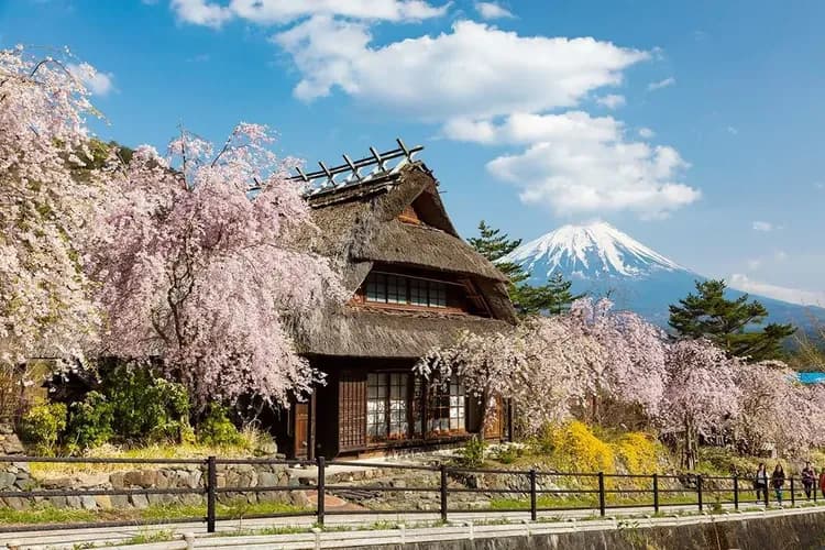 写真提供:西湖いやしの里根場-西湖合掌村(賞櫻)