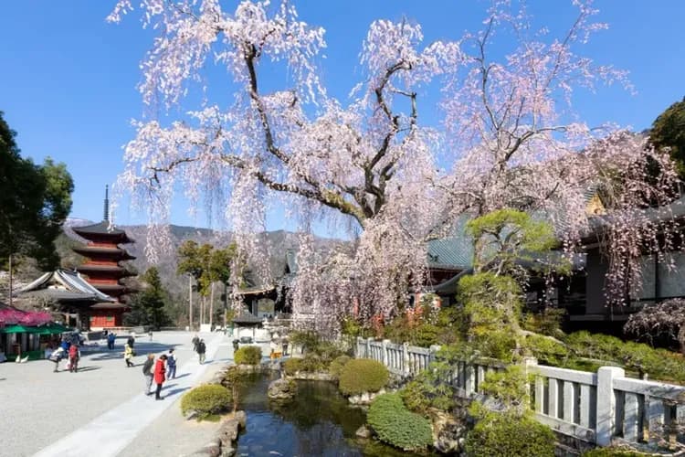 身延山(纜車+賞櫻)